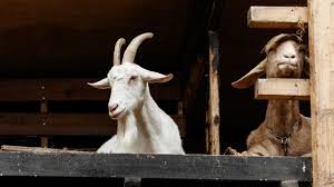 Doa Menyembelih Kurban Sesuai Sunnah Lengkap dengan Artinya