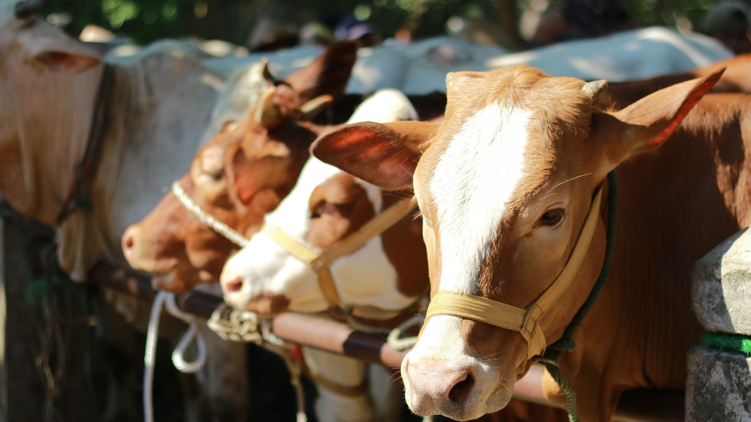 Apa Itu Kurban? Sejarah, Tujuan, Syarat, dan Jenis Hewan